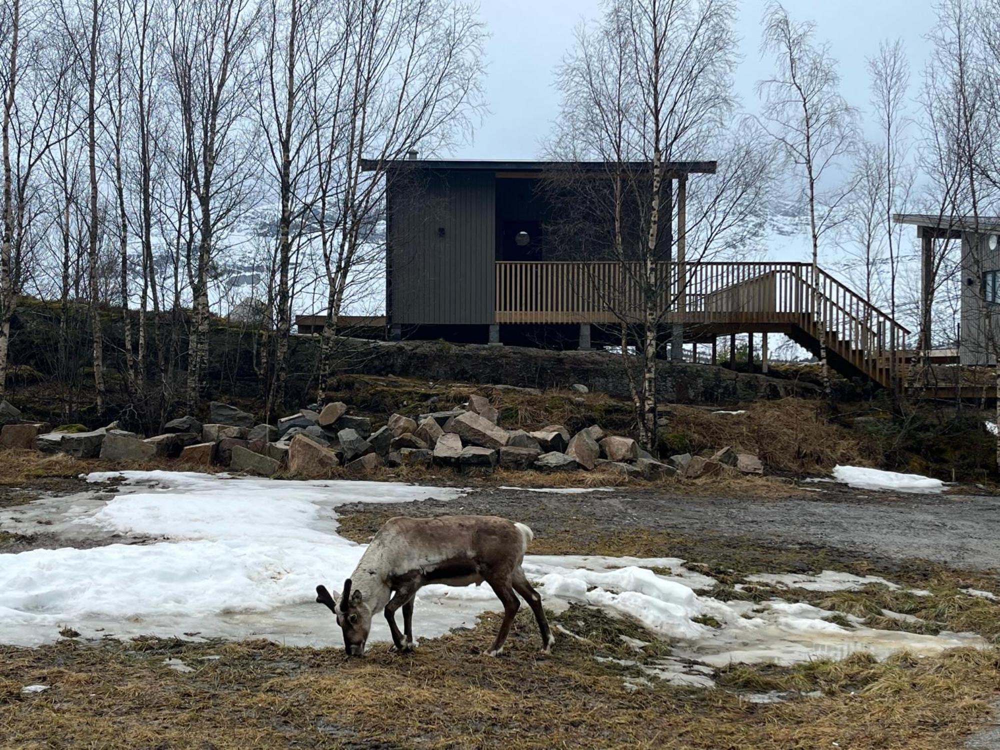 Efjord And Stetind Resort - Cabin Kulhorn Ballangen Extérieur photo